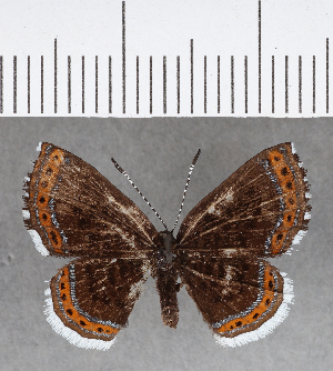  ( - CFC09946)  @11 [ ] Copyright (2018) Center For Collection-Based Research Center For Collection-Based Research