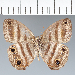  ( - CFC09972)  @11 [ ] copyright (2022) Center For Collection-Based Research Center For Collection-Based Research