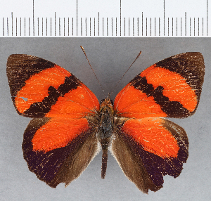  ( - CFC09996)  @11 [ ] Copyright (2019) Center For Collection-Based Research Center For Collection-Based Research