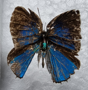  ( - CFCA05428)  @11 [ ] by-nc-sa (2023) Coleccion Boliviana de Fauna Coleccion Boliviana de Fauna