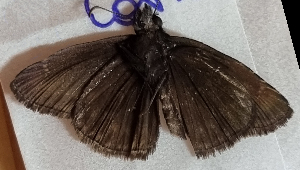  ( - CFCA05510)  @11 [ ] by-nc-sa (2023) Coleccion Boliviana de Fauna Coleccion Boliviana de Fauna