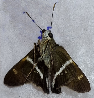  ( - CFCA05530)  @11 [ ] by-nc-sa (2023) Coleccion Boliviana de Fauna Coleccion Boliviana de Fauna