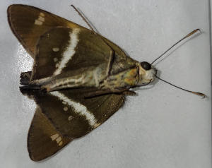  (Niconiades nikko - CFCA05602)  @11 [ ] by-nc-sa (2023) Coleccion Boliviana de Fauna Coleccion Boliviana de Fauna