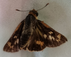  ( - CFCA05617)  @11 [ ] by-nc-sa (2023) Coleccion Boliviana de Fauna Coleccion Boliviana de Fauna