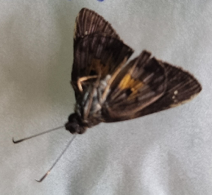  ( - CFCA05626)  @11 [ ] by-nc-sa (2023) Coleccion Boliviana de Fauna Coleccion Boliviana de Fauna