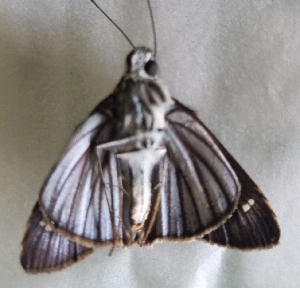  ( - CFCA05638)  @11 [ ] by-nc-sa (2023) Coleccion Boliviana de Fauna Coleccion Boliviana de Fauna