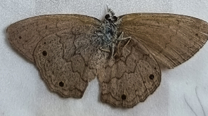  (Cissia eous - CFCA05788)  @11 [ ] by-nc-sa (2023) Coleccion Boliviana de Fauna Coleccion Boliviana de Fauna