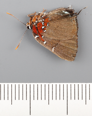  ( - CFCA02174)  @11 [ ] copyright (2022) Center For Collection-Based Research Center For Collection-Based Research