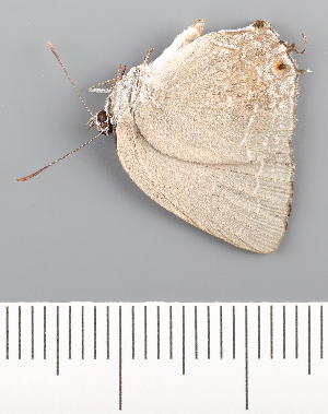  (Strephonota tephraeus sp. CF1 - CFCA02177)  @11 [ ] copyright (2022) Center For Collection-Based Research Center For Collection-Based Research