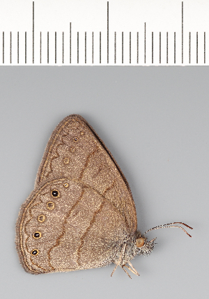  ( - CFCA00437)  @11 [ ] copyright (2022) Center For Collection-Based Research Center For Collection-Based Research