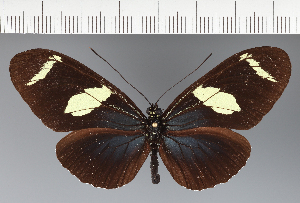  (Heliconiini_gen sp. CF13 - CFCA05007)  @11 [ ] copyright (2023) Center For Collection-Based Research Center For Collection-Based Research