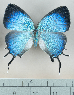  ( - CBF-Lep6170)  @11 [ ] by-nc-sa (2025) Coleccion Boliviana de Fauna Coleccion Boliviana de Fauna