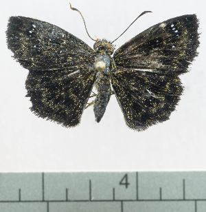  ( - CBF-Lep7216)  @11 [ ] by-nc-sa (2025) Coleccion Boliviana de Fauna Coleccion Boliviana de Fauna