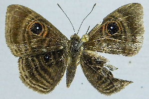  ( - CBF-Lep8193)  @11 [ ] by-nc-sa (2025) Coleccion Boliviana de Fauna Coleccion Boliviana de Fauna