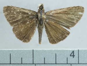  ( - CBF12607)  @11 [ ] by-nc-sa (2023) Coleccion Boliviana de Fauna Coleccion Boliviana de Fauna