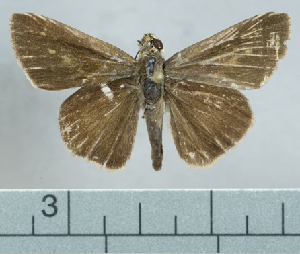  ( - CBF12621)  @11 [ ] by-nc-sa (2023) Coleccion Boliviana de Fauna Coleccion Boliviana de Fauna