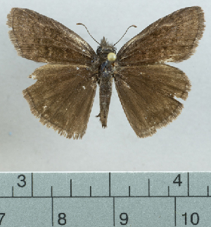  ( - CBF12728)  @11 [ ] by-nc-sa (2023) Coleccion Boliviana de Fauna Coleccion Boliviana de Fauna