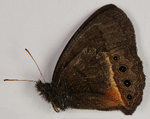  (Eretris decorata - CEP-DNA7664)  @11 [ ] by-nc-sa (2024) MZUJ Jagiellonian University, Nature Education Centre