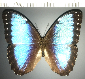  (Morpho helenor marinita - CFC34785)  @11 [ ] copyright (2024) Center For Collection-Based Research Center For Collection-Based Research