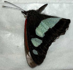  (Pyrrhogyra edocla - CFCA02220)  @11 [ ] copyright (2024) Center For Collection-Based Research Center For Collection-Based Research