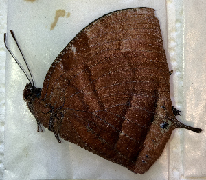  ( - CFCA02230)  @11 [ ] copyright (2024) Center For Collection-Based Research Center For Collection-Based Research