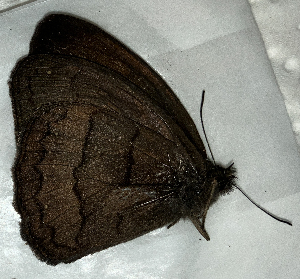  ( - CFCA02255)  @11 [ ] copyright (2024) Center For Collection-Based Research Center For Collection-Based Research