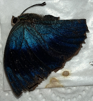  ( - CFCA02297)  @11 [ ] copyright (2024) Center For Collection-Based Research Center For Collection-Based Research