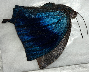  ( - CFCA02342)  @11 [ ] copyright (2024) Center For Collection-Based Research Center For Collection-Based Research