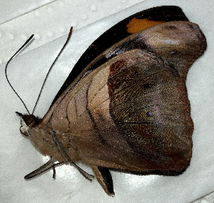  ( - CFCA02389)  @11 [ ] copyright (2024) Center For Collection-Based Research Center For Collection-Based Research