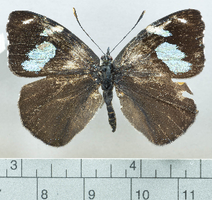  ( - CFCA06149)  @11 [ ] by-nc-sa (2024) Coleccion Boliviana de Fauna Coleccion Boliviana de Fauna