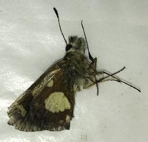  ( - CFCA06184)  @11 [ ] copyright (2024) Center For Collection-Based Research Center For Collection-Based Research