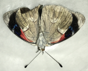  ( - CFCA06185)  @11 [ ] copyright (2024) Center For Collection-Based Research Center For Collection-Based Research