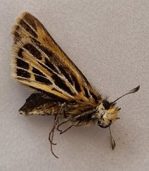  (Hylephila galera - CFCA06554)  @11 [ ] by-nc-sa (2024) Coleccion Boliviana de Fauna Coleccion Boliviana de Fauna