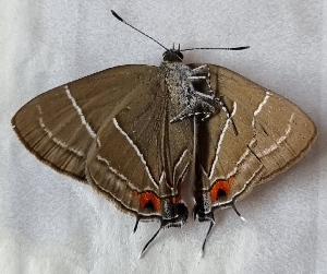  ( - CFCA06627)  @11 [ ] by-nc-sa (2024) Coleccion Boliviana de Fauna Coleccion Boliviana de Fauna