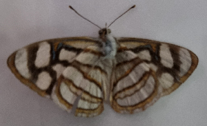  ( - CFCA06663)  @11 [ ] by-nc-sa (2024) Coleccion Boliviana de Fauna Coleccion Boliviana de Fauna