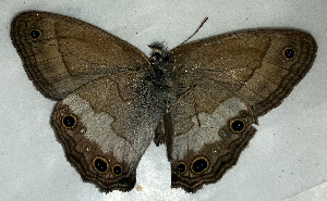  ( - CFCA06957)  @11 [ ] copyright (2024) Center For Collection-Based Research Center For Collection-Based Research