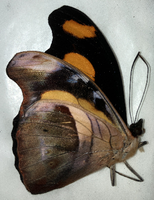  ( - CFCA06984)  @11 [ ] copyright (2024) Center For Collection-Based Research Center For Collection-Based Research