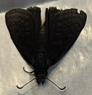  ( - CFCA07245)  @11 [ ] copyright (2024) Center For Collection-Based Research Center For Collection-Based Research