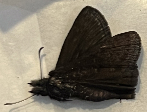  ( - CFCA07258)  @11 [ ] copyright (2024) Center For Collection-Based Research Center For Collection-Based Research