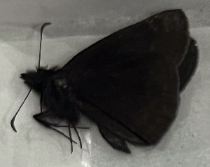  ( - CFCA07264)  @11 [ ] copyright (2024) Center For Collection-Based Research Center For Collection-Based Research