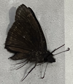  ( - CFCA07294)  @11 [ ] copyright (2024) Center For Collection-Based Research Center For Collection-Based Research