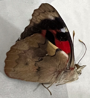  (Perisama campaspe - CFCA07528)  @11 [ ] copyright (2024) Center For Collection-Based Research Center For Collection-Based Research