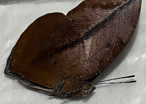  ( - CFCA07623)  @11 [ ] copyright (2024) Center For Collection-Based Research Center For Collection-Based Research