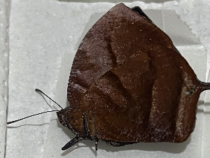  ( - CFCA07636)  @11 [ ] copyright (2024) Center For Collection-Based Research Center For Collection-Based Research