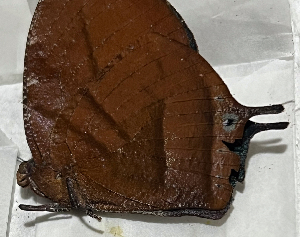  ( - CFCA07639)  @11 [ ] copyright (2024) Center For Collection-Based Research Center For Collection-Based Research