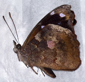  ( - CFCA07717)  @11 [ ] copyright (2024) Center For Collection-Based Research Center For Collection-Based Research