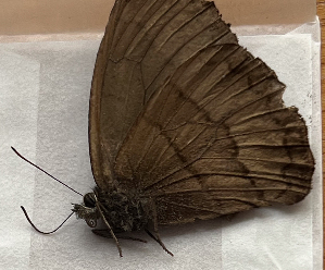  ( - CFCA07804)  @11 [ ] copyright (2024) Center For Collection-Based Research Center For Collection-Based Research