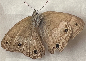  ( - CFCA07806)  @11 [ ] copyright (2024) Center For Collection-Based Research Center For Collection-Based Research