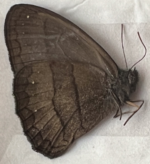  ( - CFCA07807)  @11 [ ] copyright (2024) Center For Collection-Based Research Center For Collection-Based Research