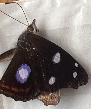  ( - CFCA07810)  @11 [ ] copyright (2024) Center For Collection-Based Research Center For Collection-Based Research